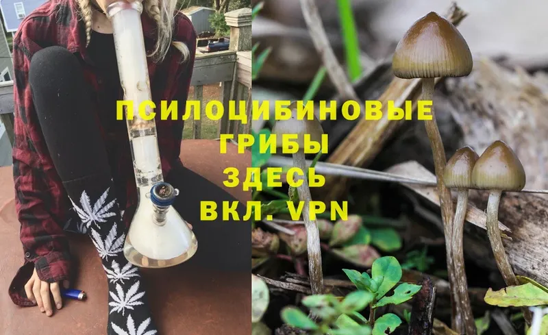 Псилоцибиновые грибы GOLDEN TEACHER  blacksprut маркетплейс  Красногорск 